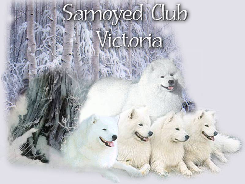 Samoyed Club of Victoria